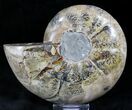 Thick Phylloceras Ammonite Fossil (Half) #27712-1